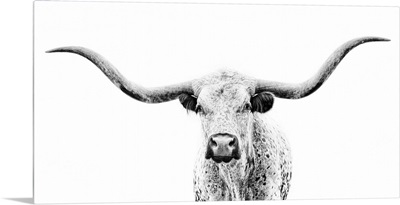 Longhorn Gaze