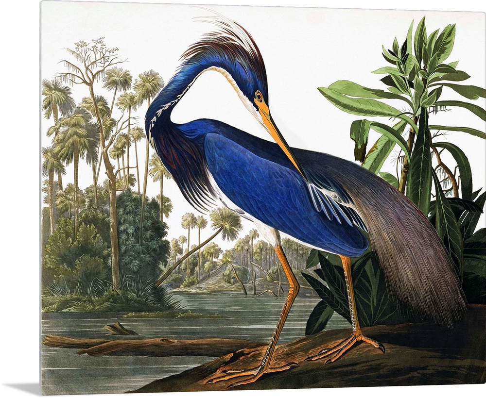 This classic by John James Audubon features an elegant heron with vibrant blue plumage, on a wetland bank. Very traditiona...