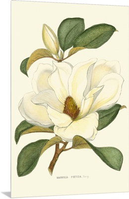 Magnolia