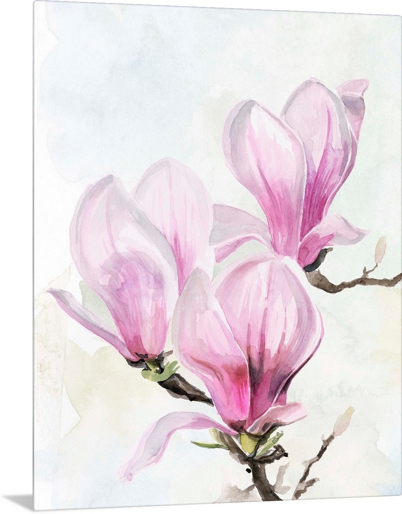 Magnolia Blooms II