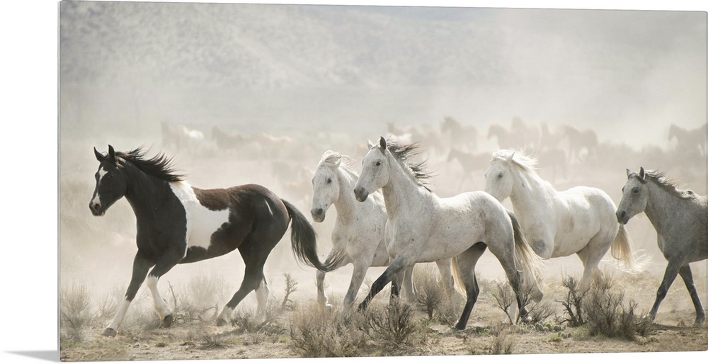 Artistic photograph of wild horses running through a dry landscape kicking up dust into the air.