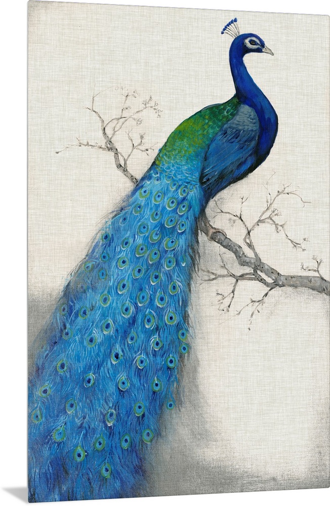 Vertical, large artwork of a vibrant peacock sitting on a branch, its tail feathers flowing downward, on a neutral backgro...