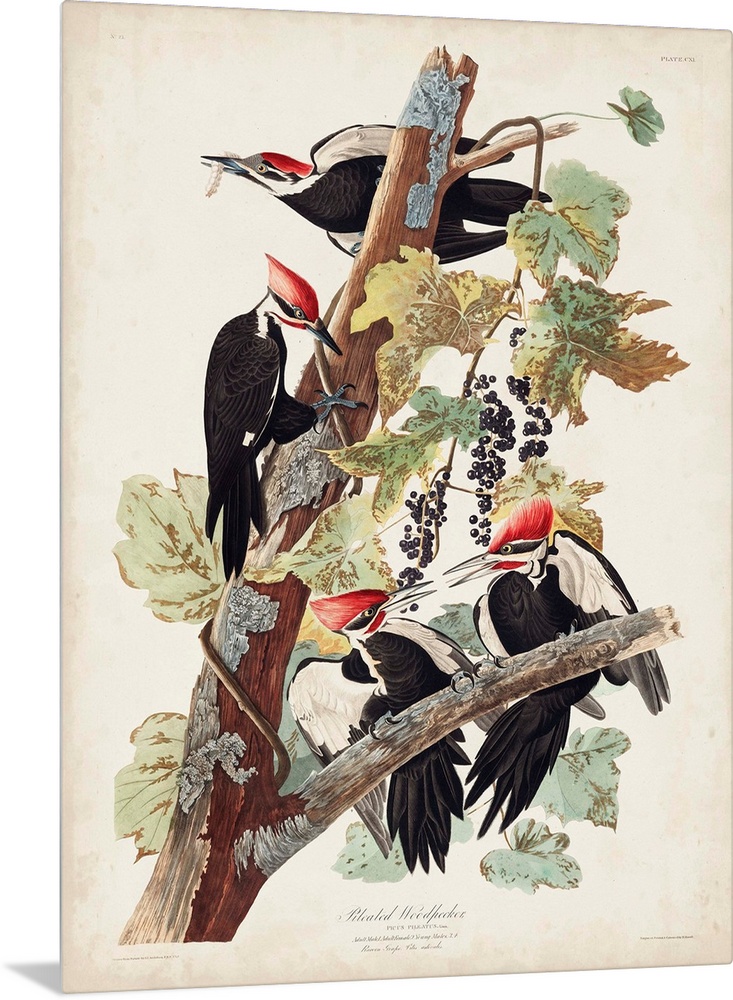 Pileated Woodpecker