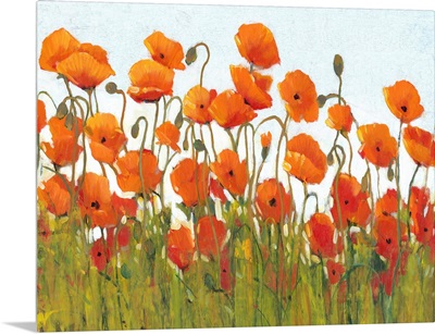 Rows of Poppies II