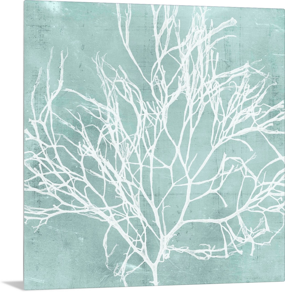 Seaweed illustration in white on an aquamarine blue background.