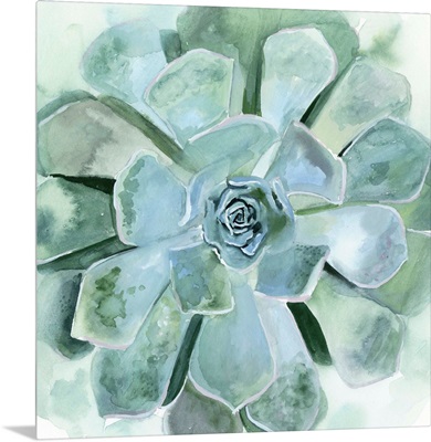 Verdant Succulent III