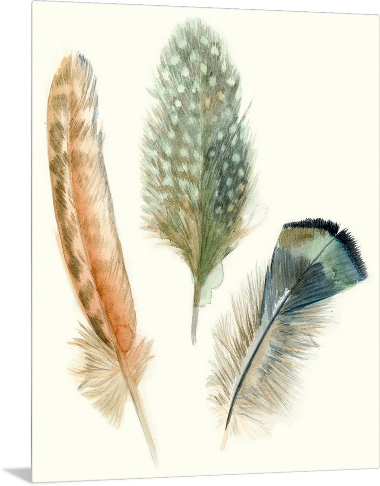 Contemporary watercolor feather illustrations.