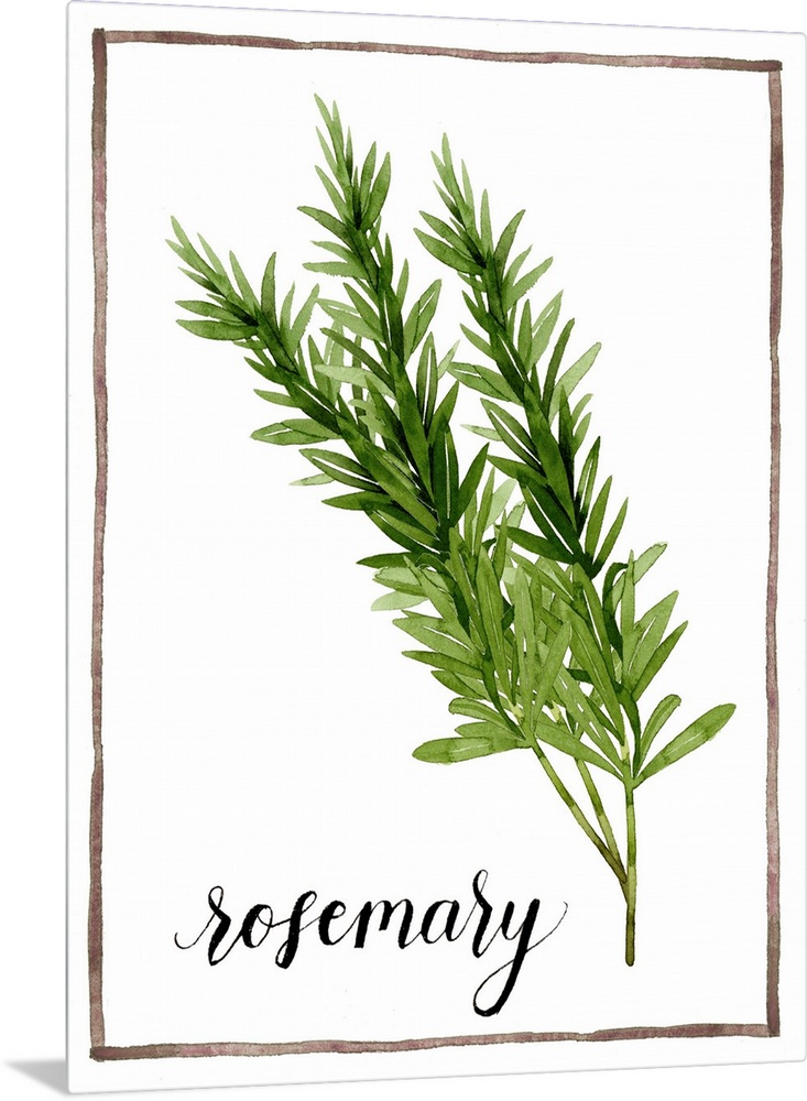 Watercolor painting with sprigs of rosemary on a white background with a brown boarder and the word "rosemary" written in ...