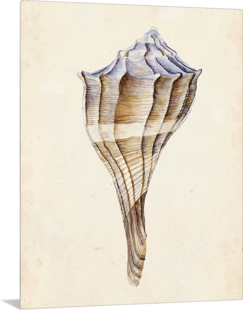 Watercolor seashell in neutral tones.