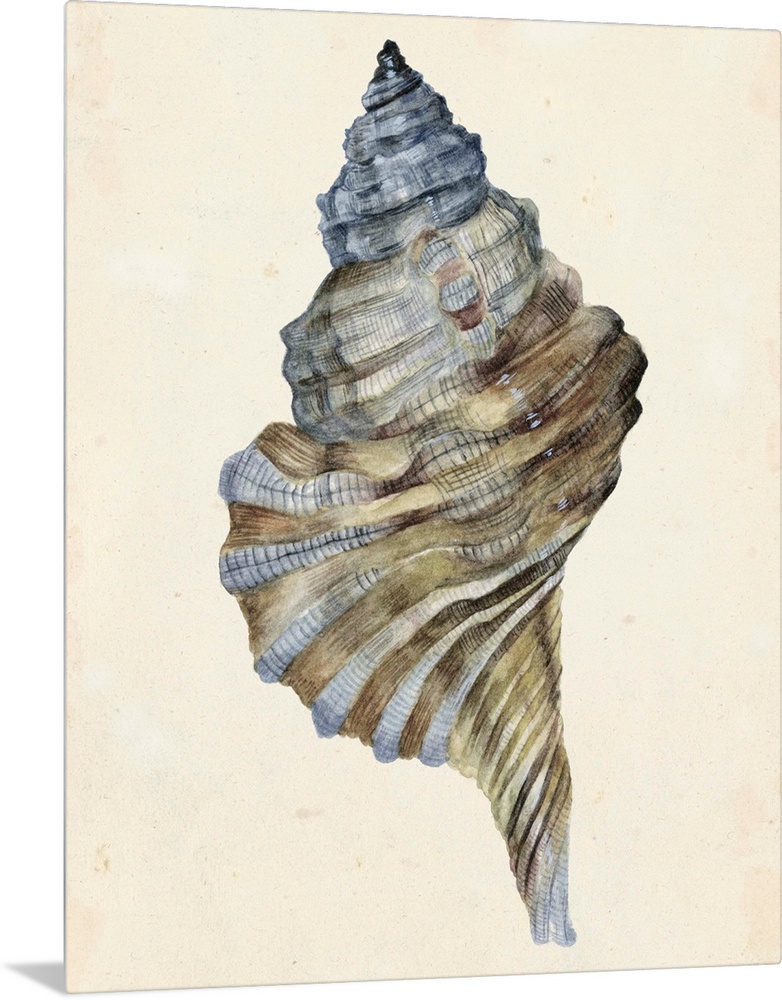 Watercolor seashell in neutral tones.