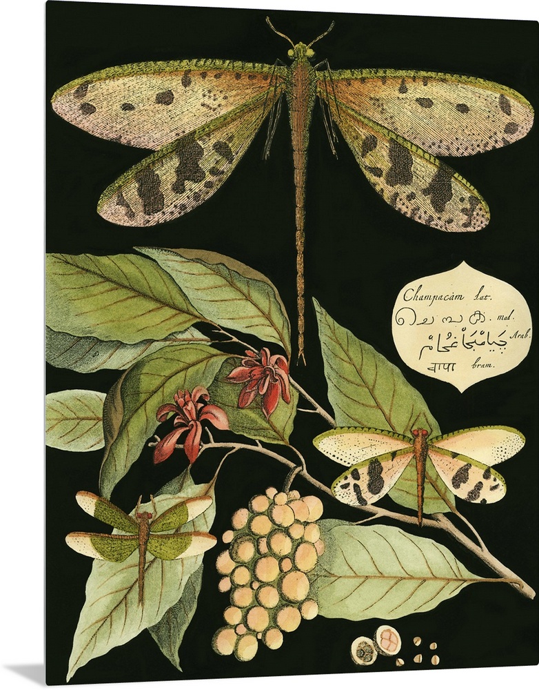 Vintage illustrative stylized dragonfly and various botanical's against a black background.