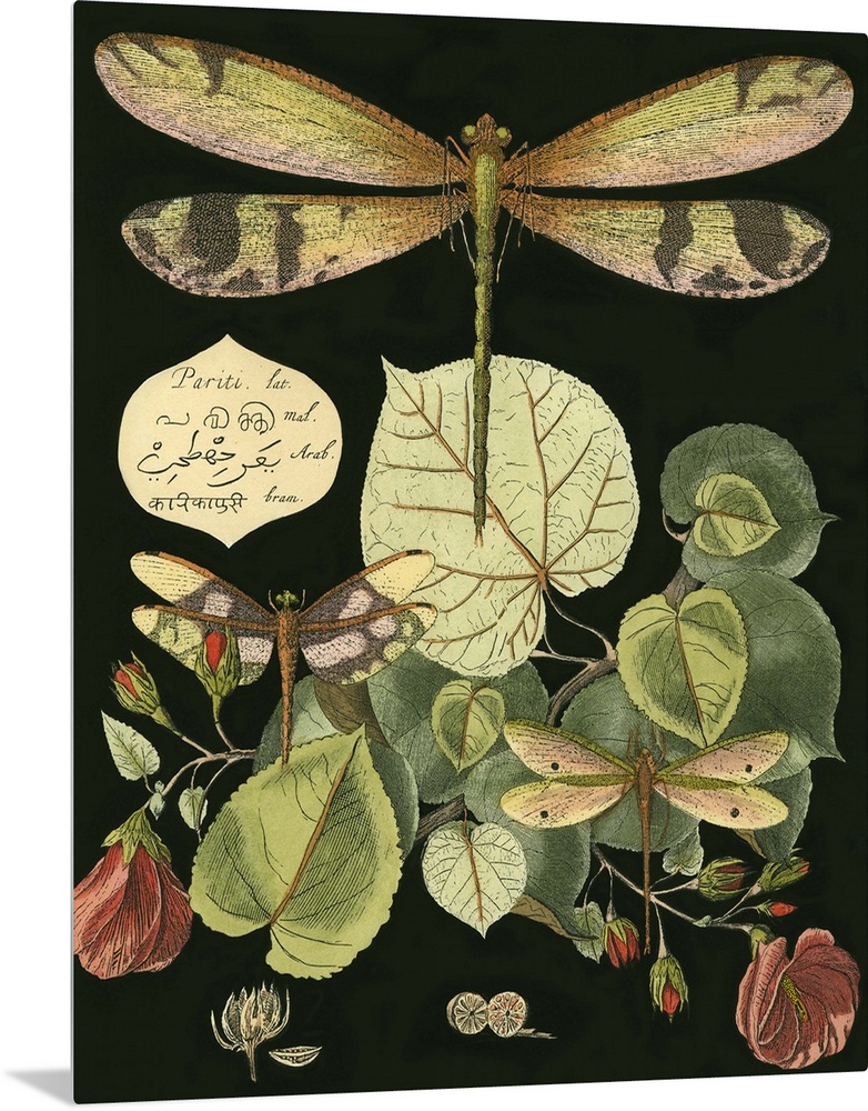 Vintage illustrative stylized dragonfly and various botanical's against a black background.