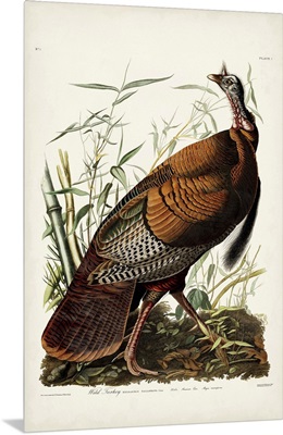 Wild Turkey