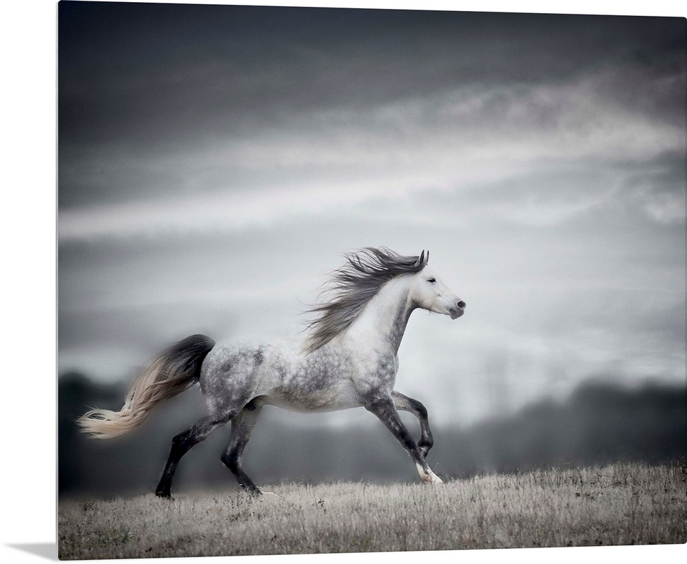 Wind Blown Mane II
