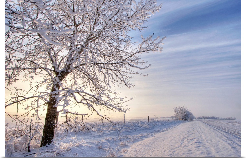 Hoar Frost Covered Tree Along A Snow Covered Road At Sunset, Rural ...