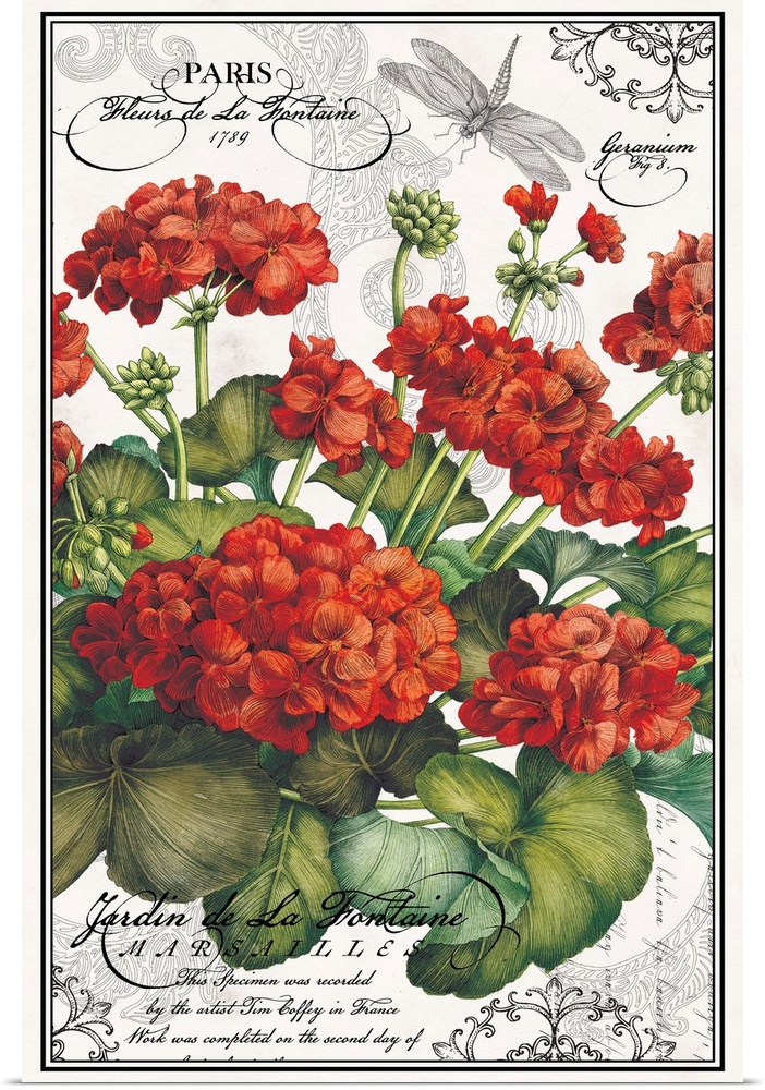 Botanical Geraniums bring a vibrant red accent to decor