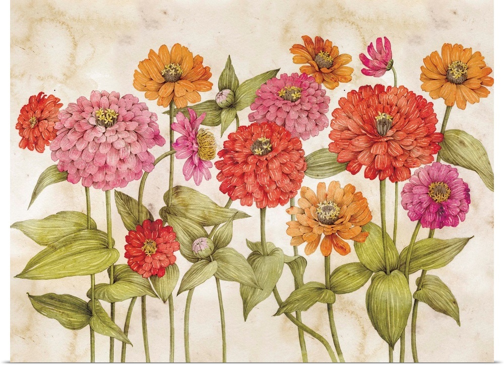 Zinnias Wall Art, Canvas Prints, Framed Prints, Wall Peels Great Big