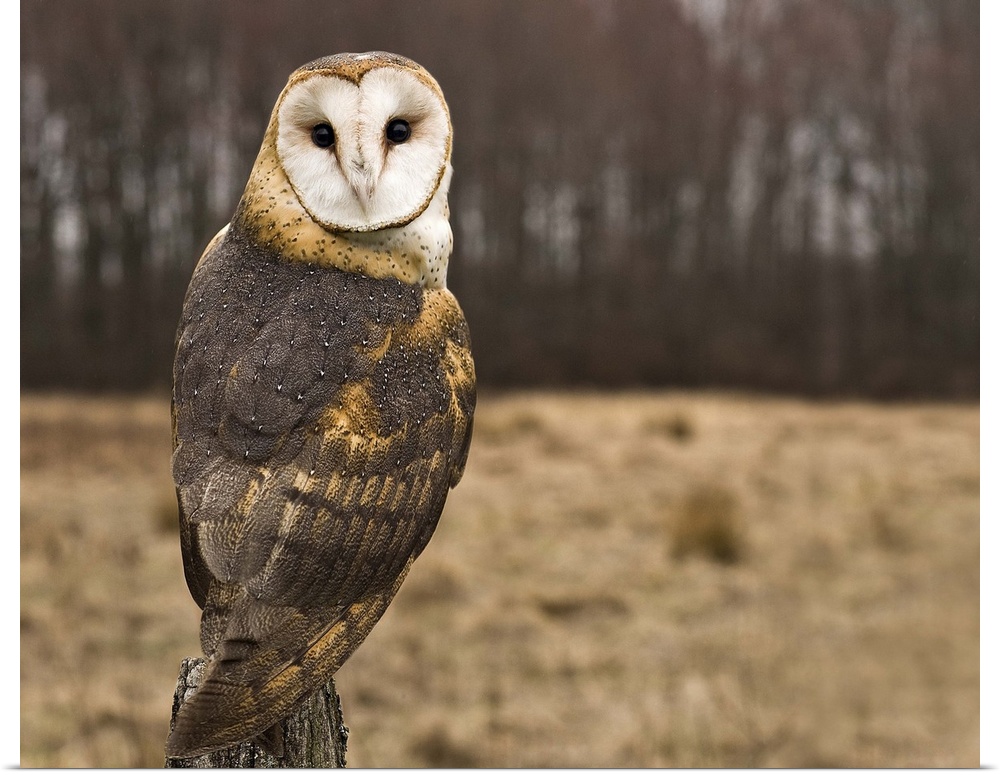 Barn Owl looking at camera.