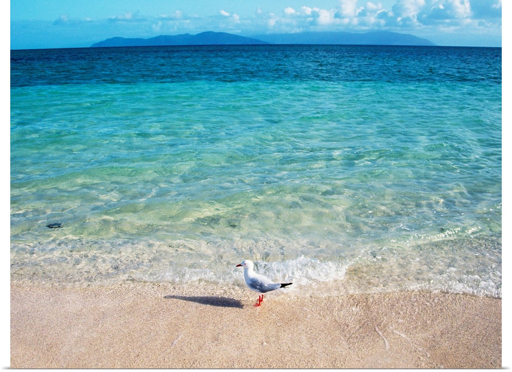 A lone seagull stands in the clear surf as it gently rocks against the sandy shore in this landscape photograph.