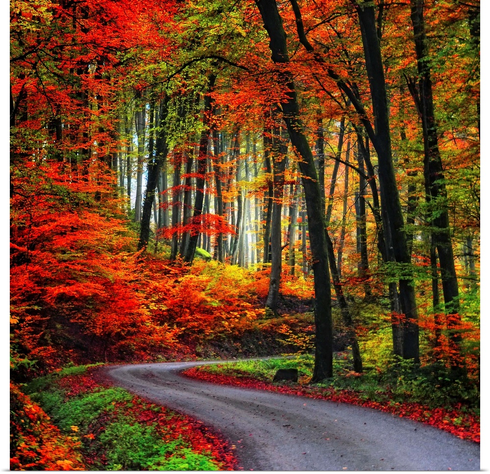 Square Fine Art photograph of a winding road leading upward through a forest of vibrant fall colors.
