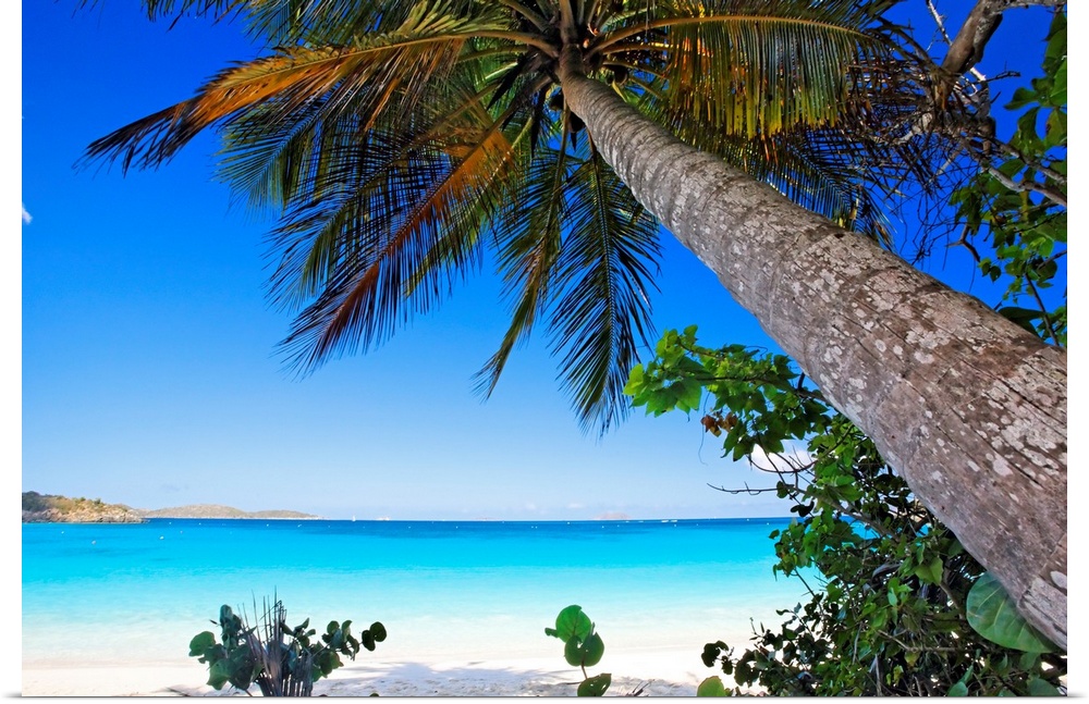 Tropical tree and under growth hanging over the beach in a landscape photograph.
