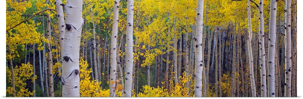Panoramic photograph of a dense forest filled with Aspen trees located within Telluride, Colorado.