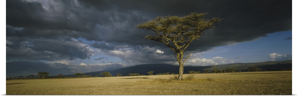 A lone tree grows in the open of this African savannah as storm clouds gather over the horizon.