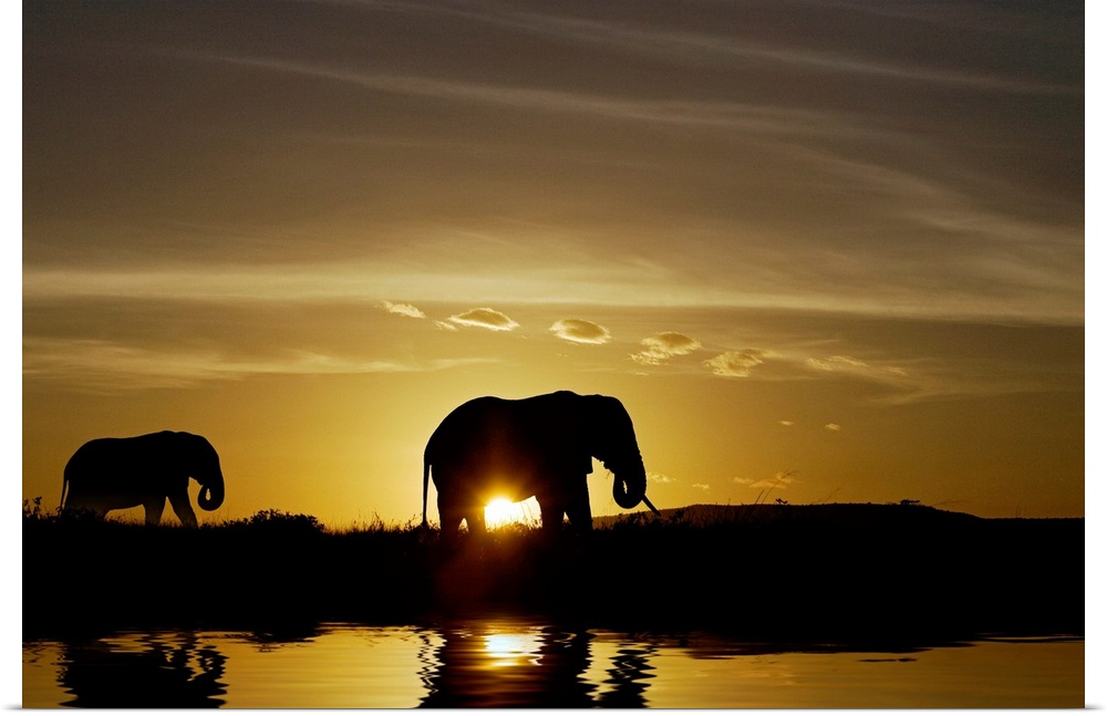 Silhouetted animals walking next to a watering hole at the end a day on the African savannah.