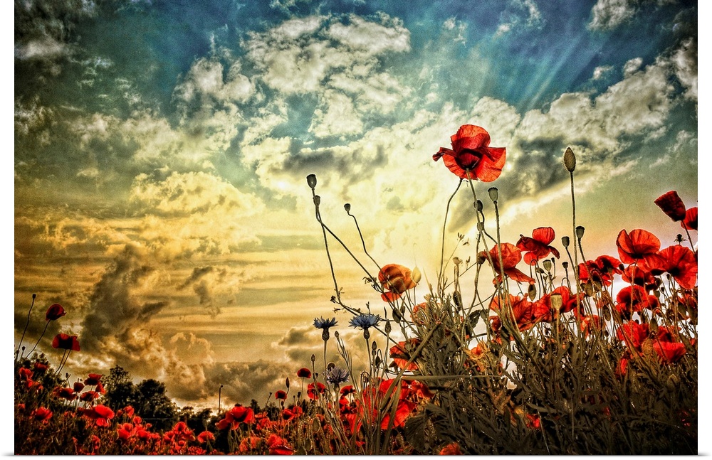 Photograph of a poppy field under a cloudy sky.