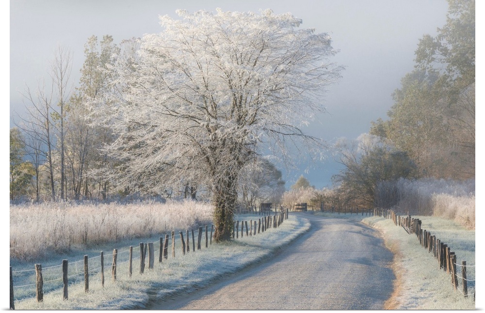 Frost and a light snow in early morning light, Cades Cove, Great Smoky Mountains.