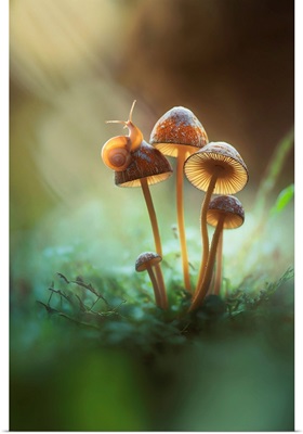 A Lone Snail On A Mushroom