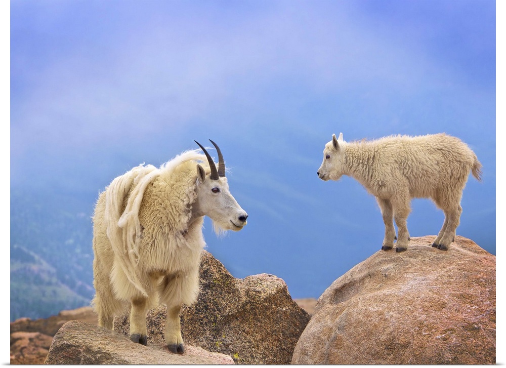 A young mountain goat and its mother standing n the top of a mountain.