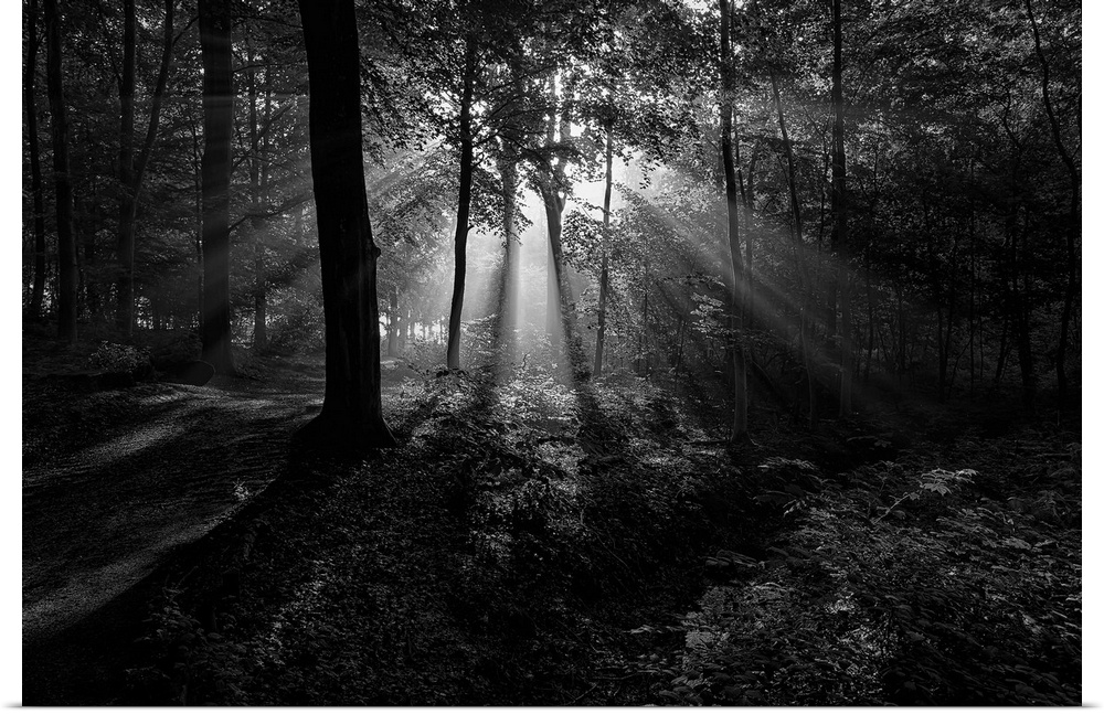 Black and white landscape photograph of the sun beaming through the trees creating rays of light in the woods.