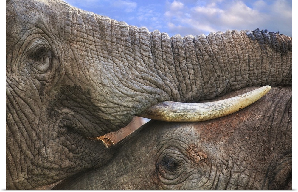 Close-up photograph of two elephants in very close contact, resting their trunks and tusks on top of each other.