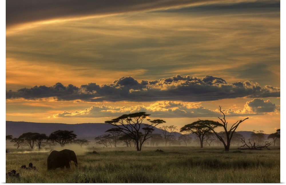 Tanzanian landscape in the early evening with several trees and an elephant.