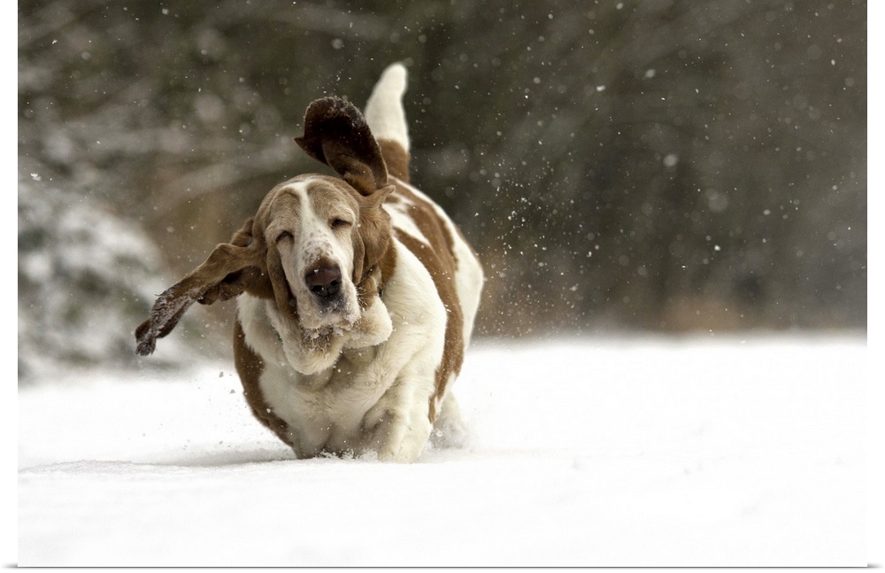 A floppy basset hound runs through fresh snow in winter playground.