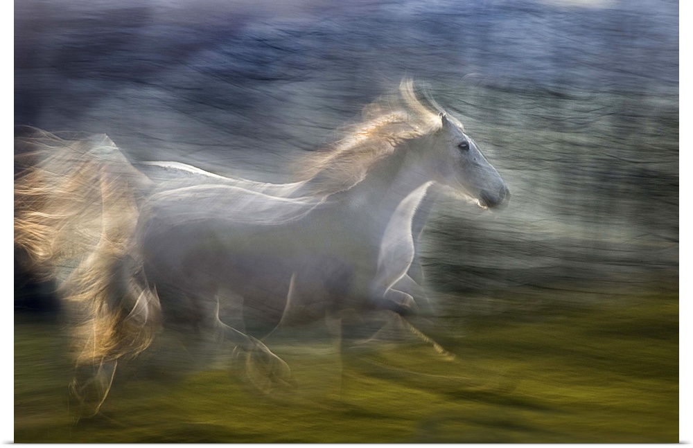 Multiple exposure of a white horse galloping in a green field.