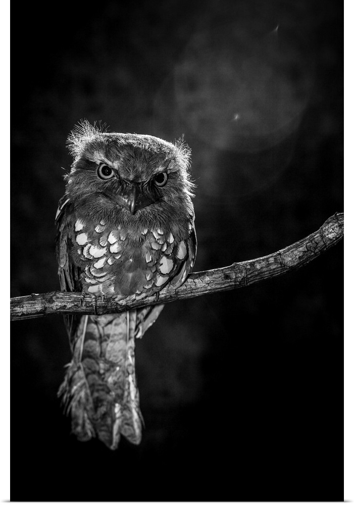 A small owl perched on a branch.