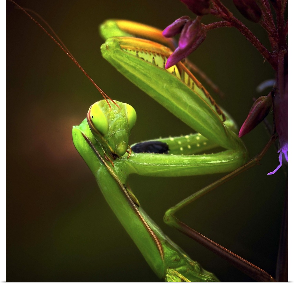 Portrait of a Praying Mantis with its forelegs folded up.