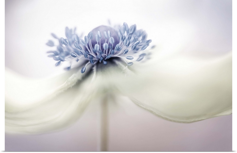 Close up photo of the center of a white Anemone flower.