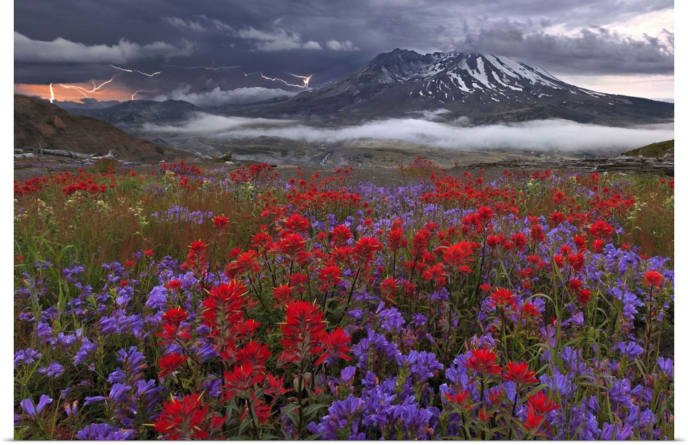 A field of wildflowers at the base of Mount St. Helens, with lightning in the sky.