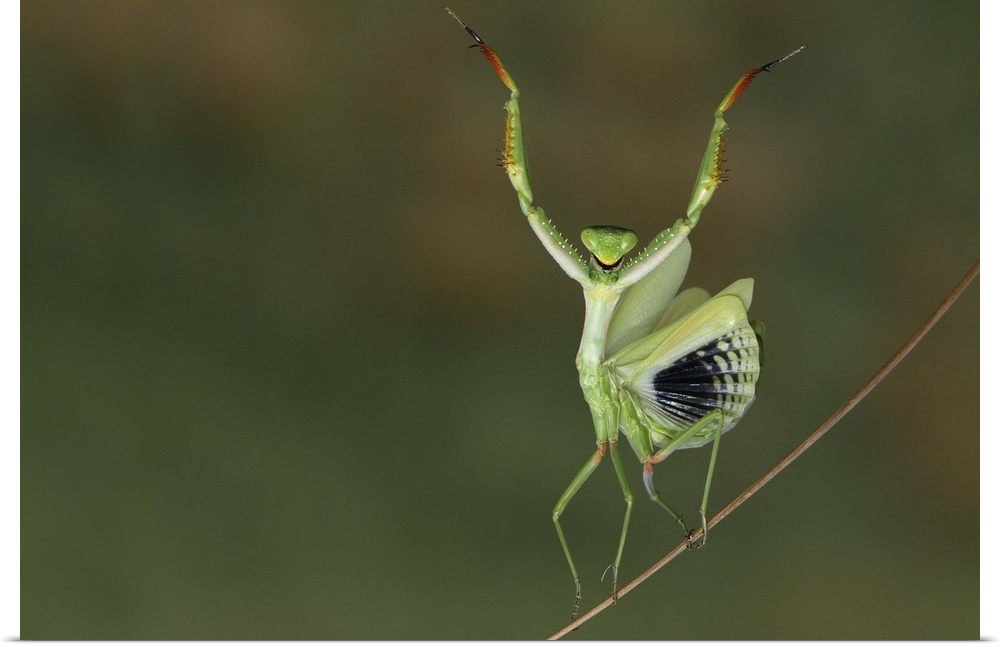 A mantis raises its forelegs and spreads its wings on a thin branch.
