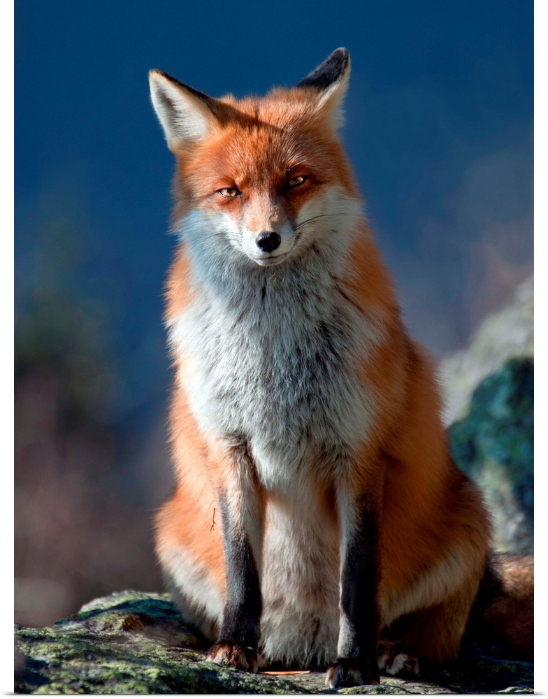 A curious red fox sitting on a rock in the wilderness.