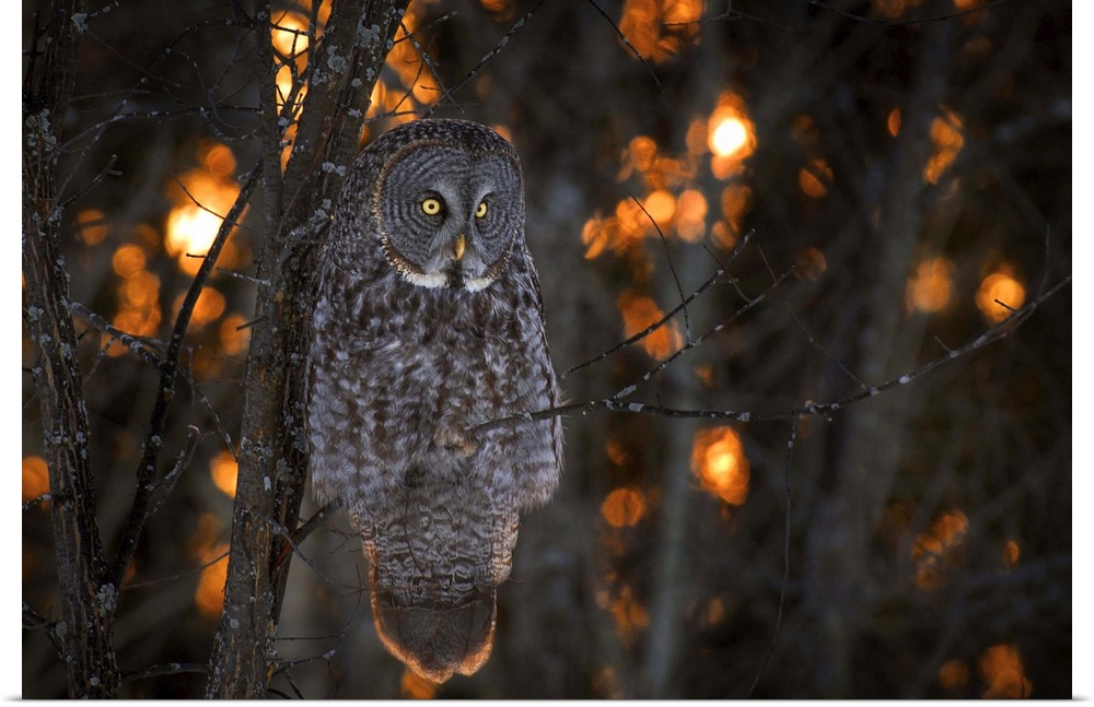 A Great Gray Owl with bright yellow eyes sits on a branch at sunset.