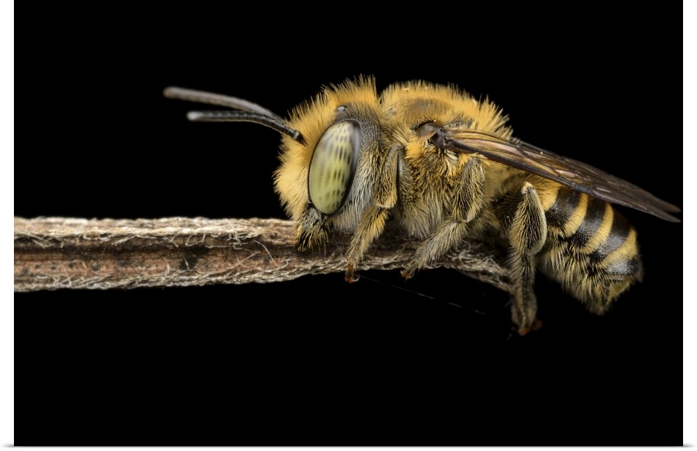 Macro image of a bee hanging on to the end of a small twig, its fuzzy legs and spotted eyes clearly visible.