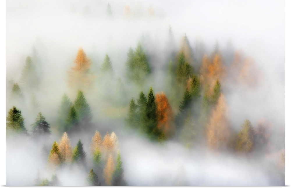 The tops of pine trees in a forest poking out from a very dense fog.