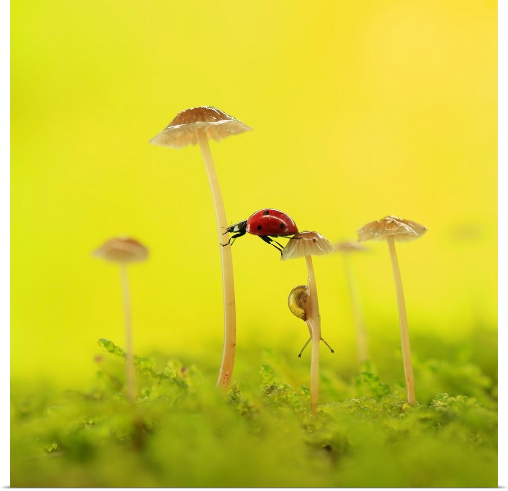 A ladybug reaches between two mushrooms, with a small snail crawling below.