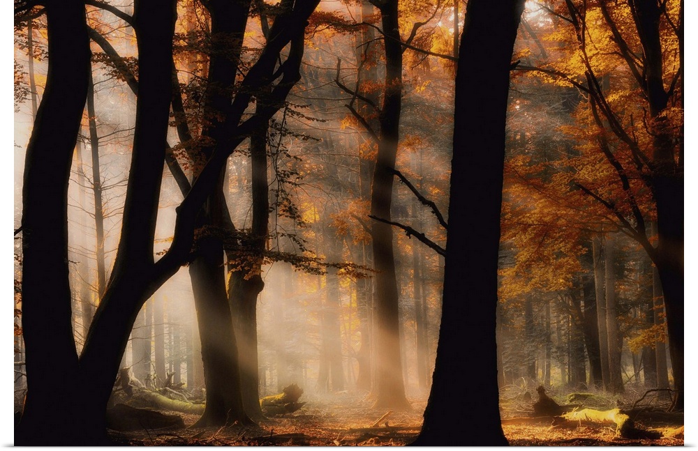 A misty forest in autumn with afternoon sunlight shining through.