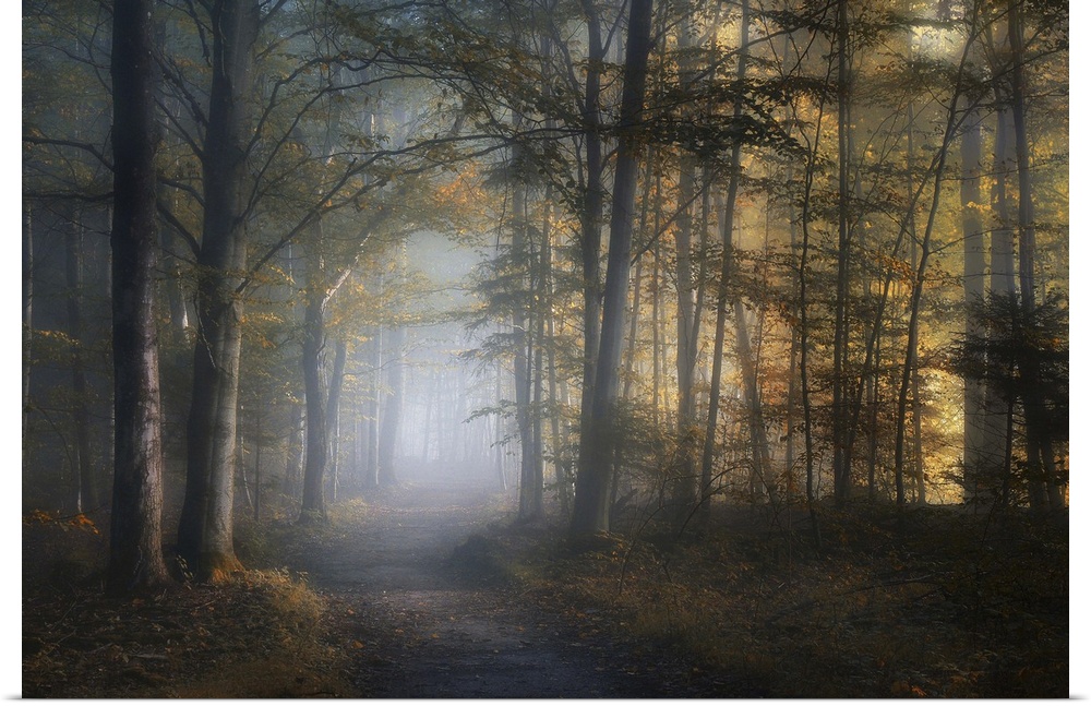 A path through a misty forest in the fall.