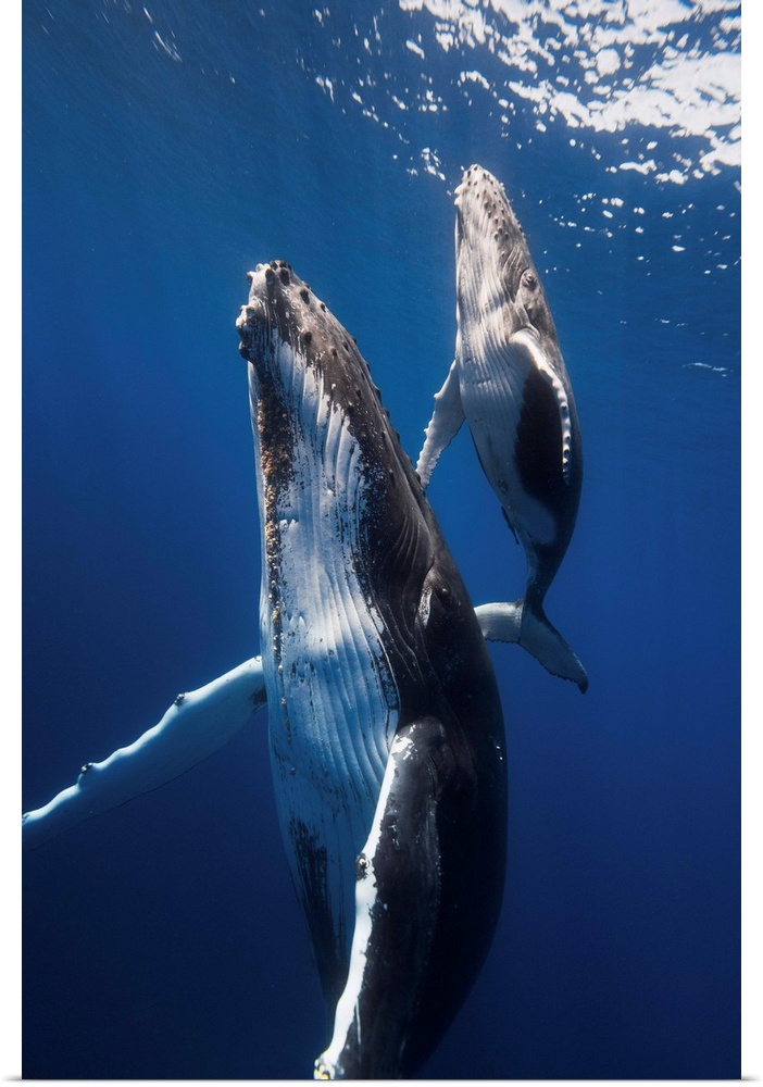 Baleine  bosses
